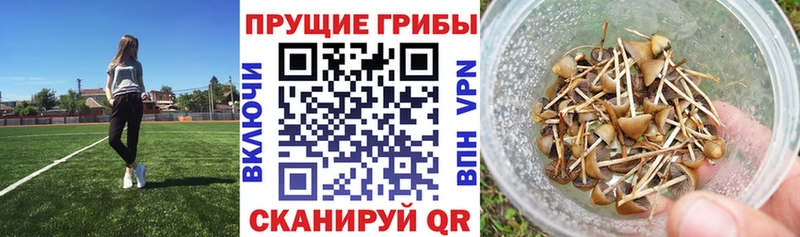 Галлюциногенные грибы мицелий  Петухово 